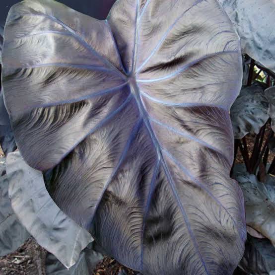 Colocasia ‘Black Coral’ Taro