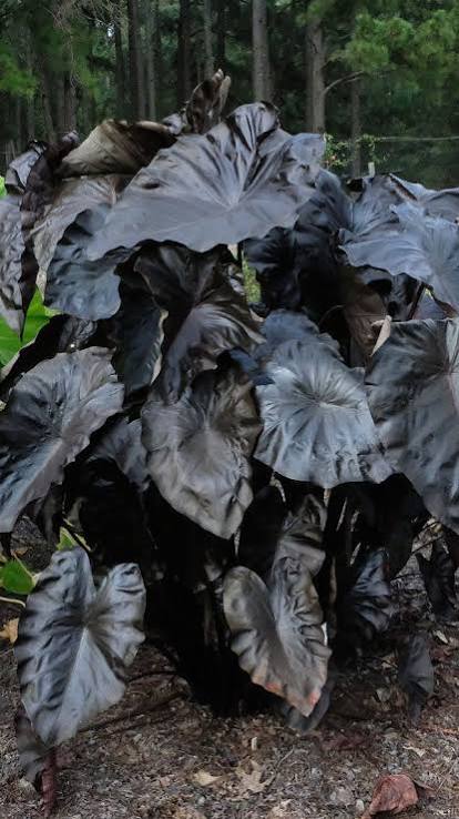 Colocasia ‘Black Coral’ Taro
