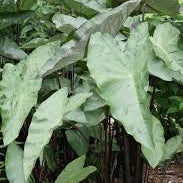 Colocasia ‘Blackwater’ Taro