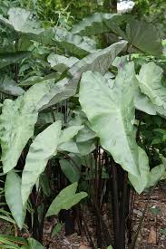 Colocasia ‘Blackwater’ Taro