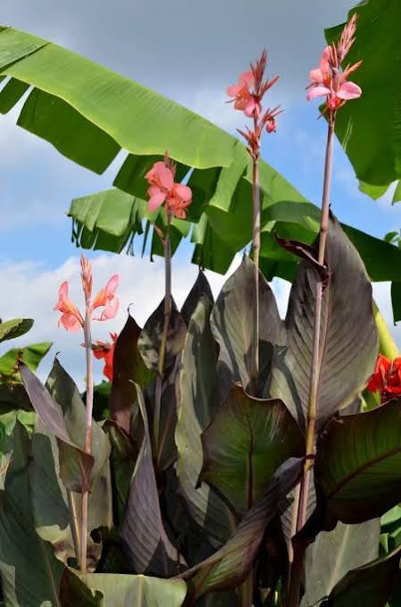 Canna ‘Blueberry Sparkler'