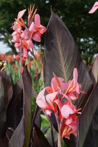 Canna ‘Blueberry Sparkler'