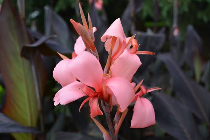 Canna ‘Blueberry Sparkler'