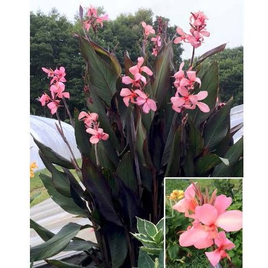 Canna ‘Blueberry Sparkler'