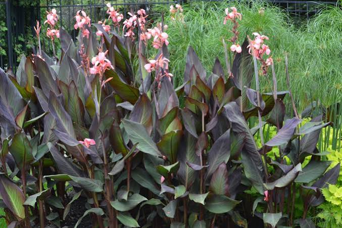 Canna ‘Blueberry Sparkler'