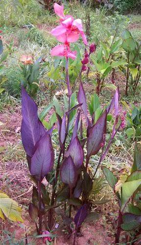 Canna ‘Blueberry Sparkler'