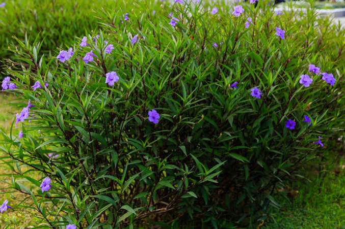 Ruellia simplex - Broadleaf Bluebell