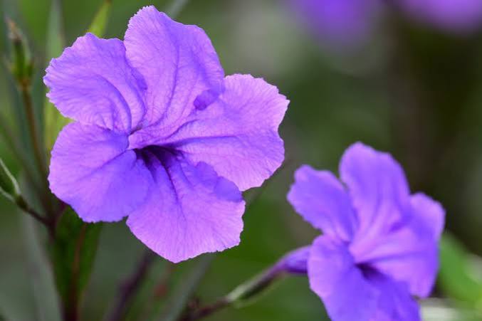 Ruellia simplex - Broadleaf Bluebell
