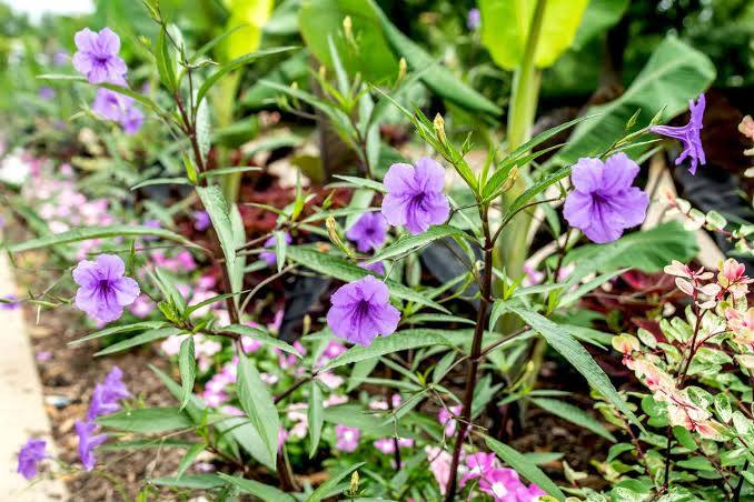 Ruellia simplex - Broadleaf Bluebell