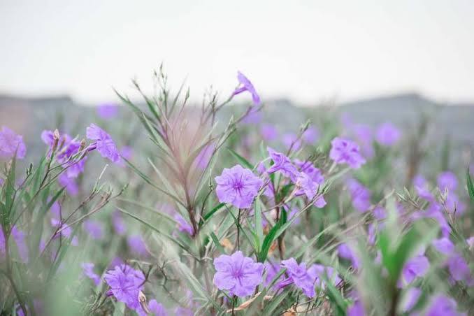 Ruellia simplex - Broadleaf Bluebell