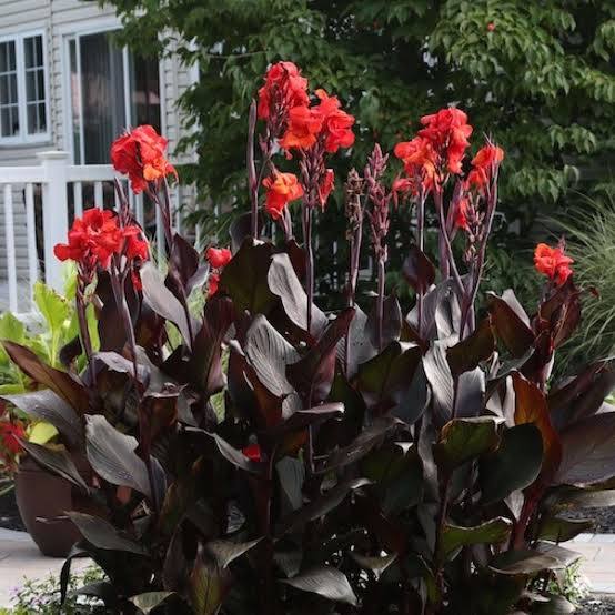 Canna ‘Australia’