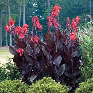 Canna ‘Australia’