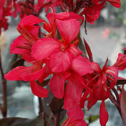 Canna ‘Australia’