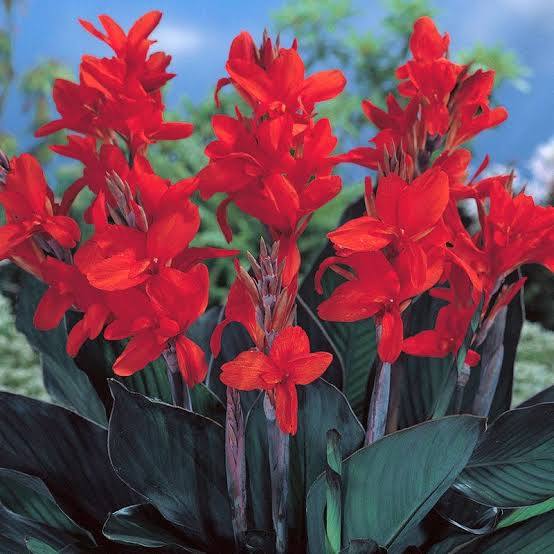 Canna ‘Australia’