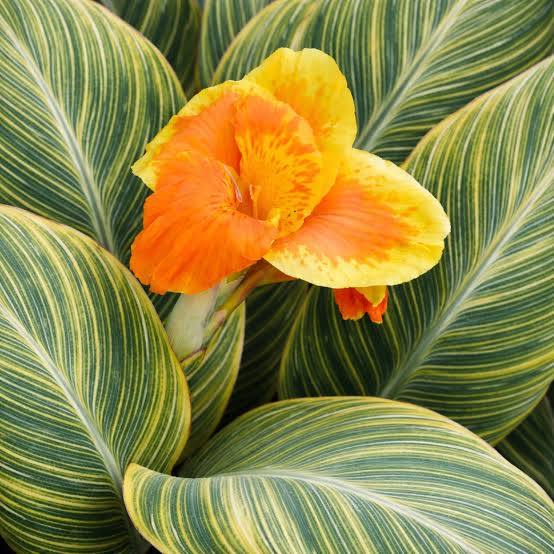 Canna ‘Bengal Tiger’ Pretoria