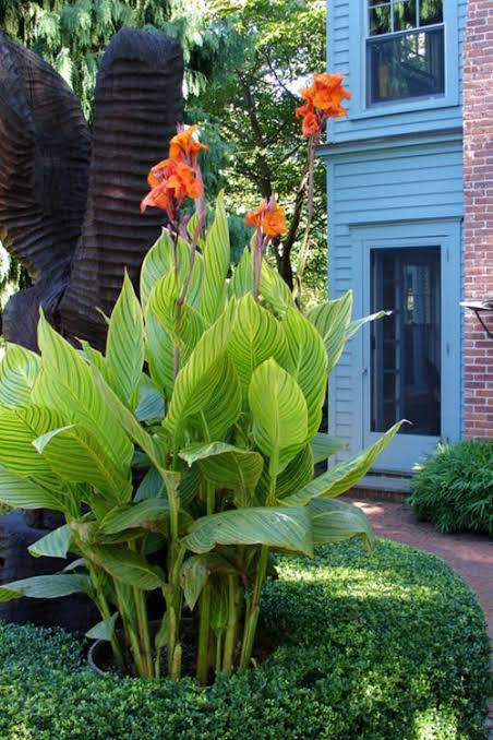 Canna ‘Bengal Tiger’ Pretoria