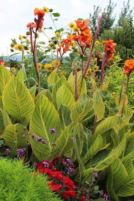 Canna ‘Bengal Tiger’ Pretoria