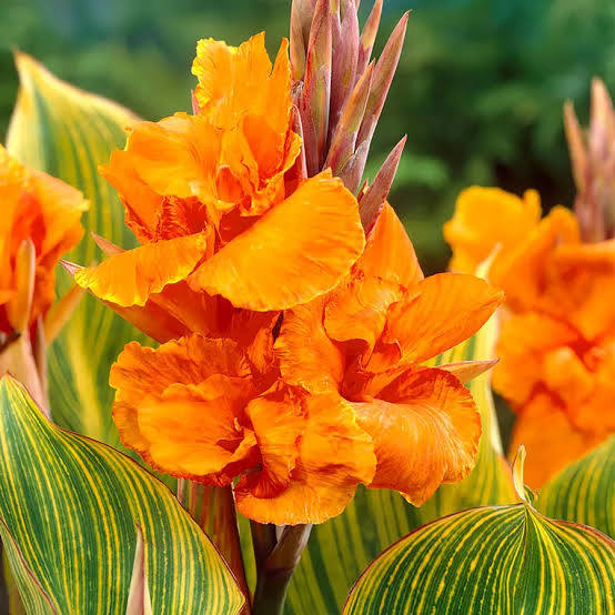 Canna ‘Bengal Tiger’ Pretoria