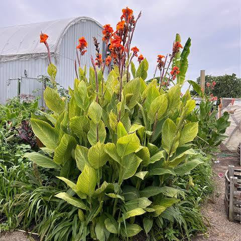 Canna ‘Bengal Tiger’ Pretoria