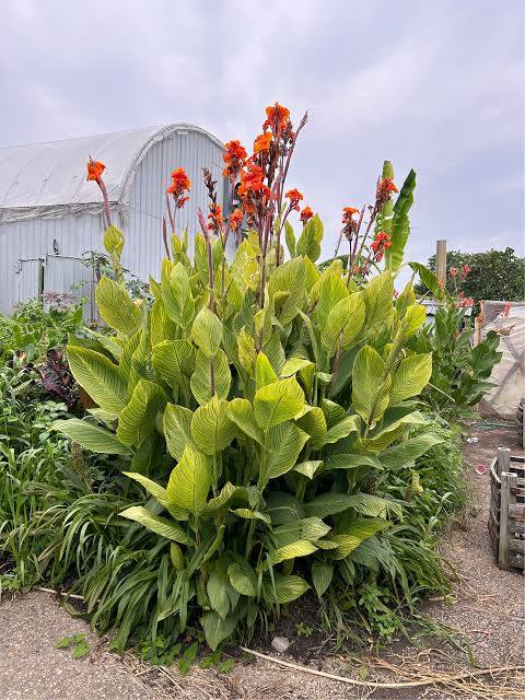 Canna ‘Bengal Tiger’ Pretoria