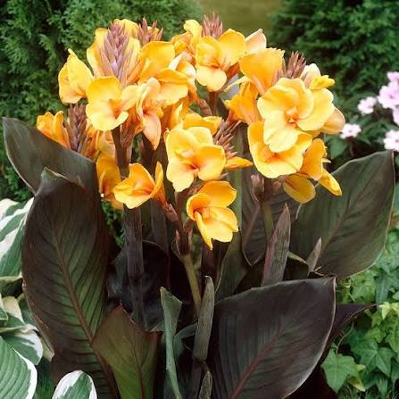 Canna ‘Chocolate Sunrise’