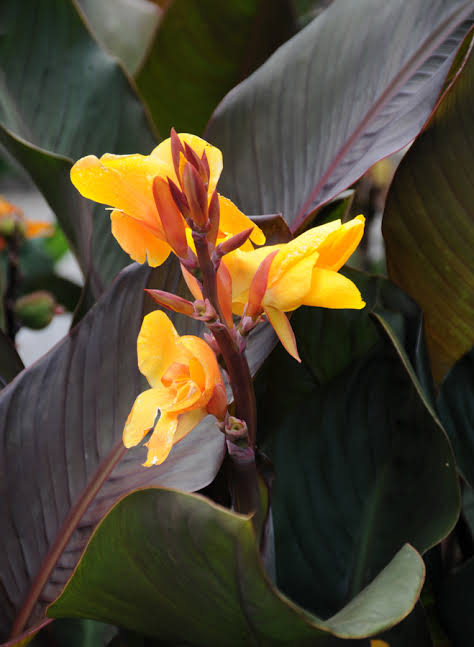 Canna ‘Chocolate Sunrise’