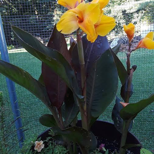 Canna ‘Chocolate Sunrise’