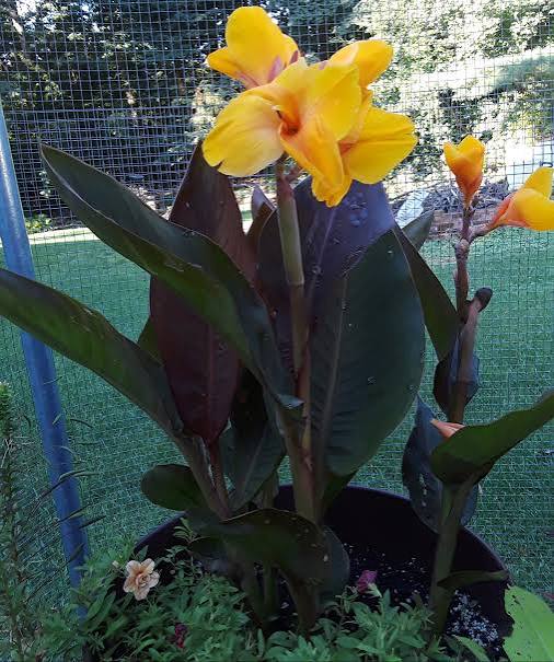 Canna ‘Chocolate Sunrise’