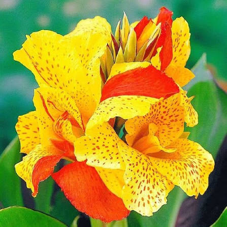 Canna ‘Cleopatra’