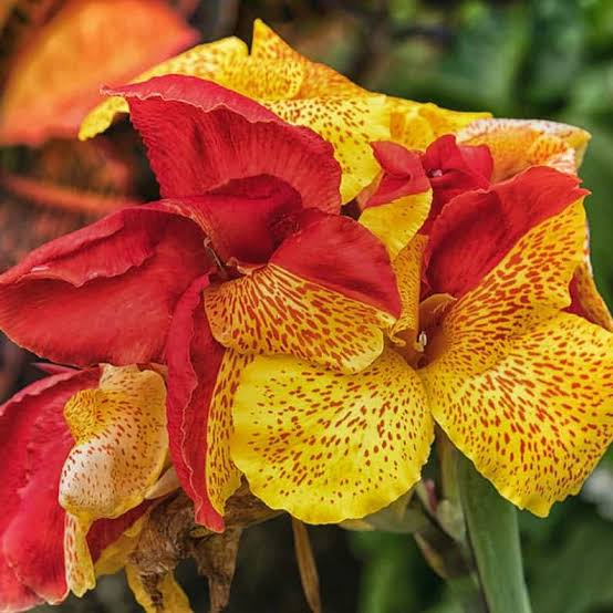 Canna ‘Cleopatra’