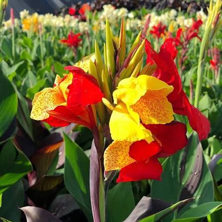 Canna ‘Cleopatra’