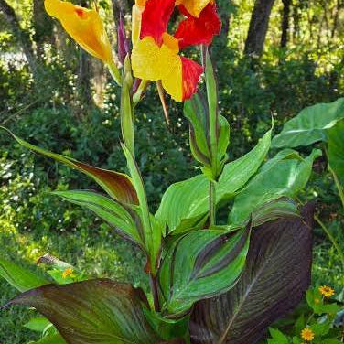 Canna ‘Cleopatra’