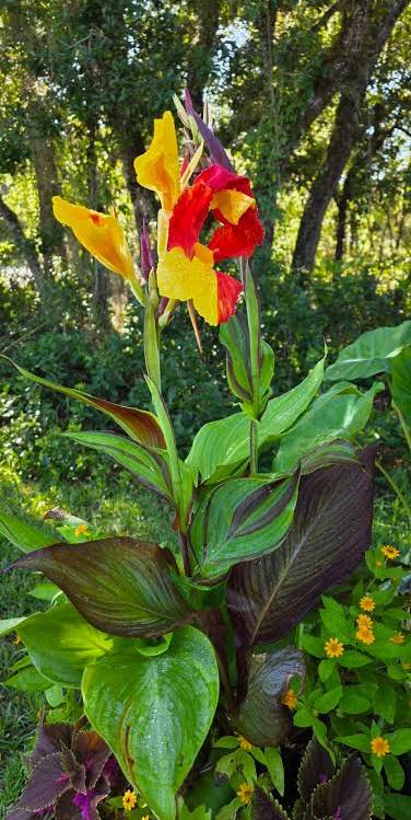 Canna ‘Cleopatra’