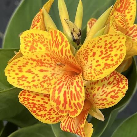 Canna ‘Tenerife’ Dwarf