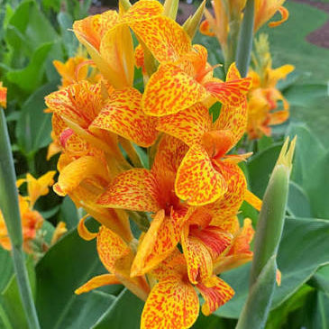Canna ‘Tenerife’ Dwarf