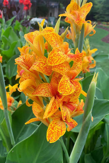 Canna ‘Tenerife’ Dwarf