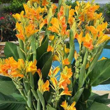 Canna ‘Tenerife’ Dwarf