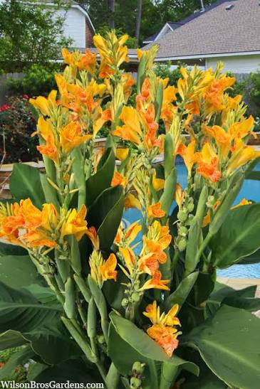 Canna ‘Tenerife’ Dwarf