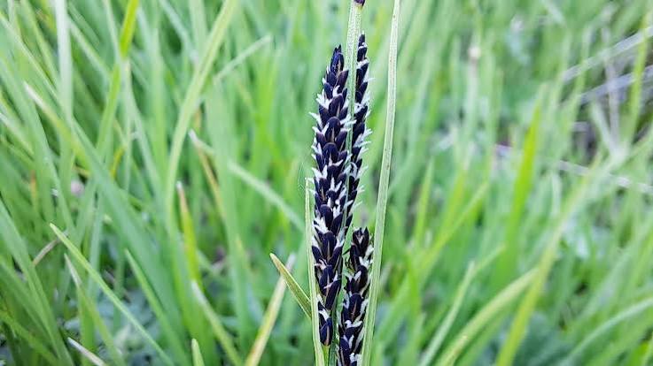 Carex nigra - Black Flowering Sedge