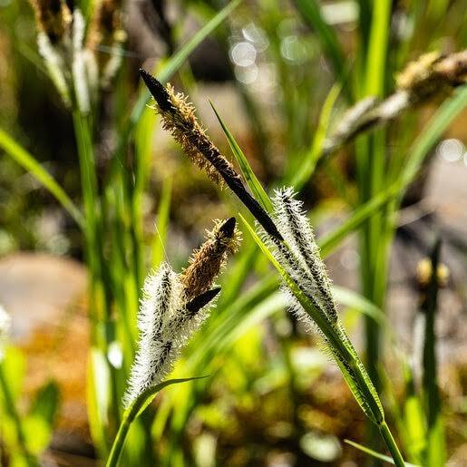 Carex nigra - Black Flowering Sedge