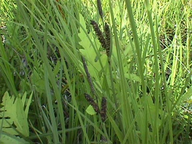 Carex nigra - Black Flowering Sedge