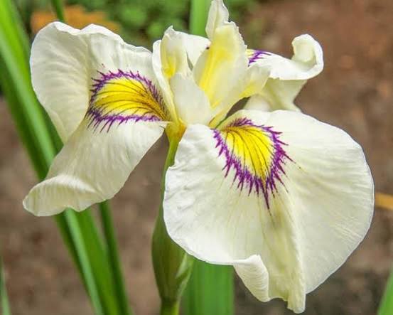 Iris pseudata - ‘Cascadian Snow’ White