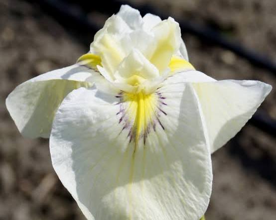 Iris pseudata - ‘Cascadian Snow’ White