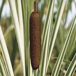 Typha latifolia ‘Variegata’ - Variegated cattail