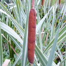 Typha latifolia ‘Variegata’ - Variegated cattail