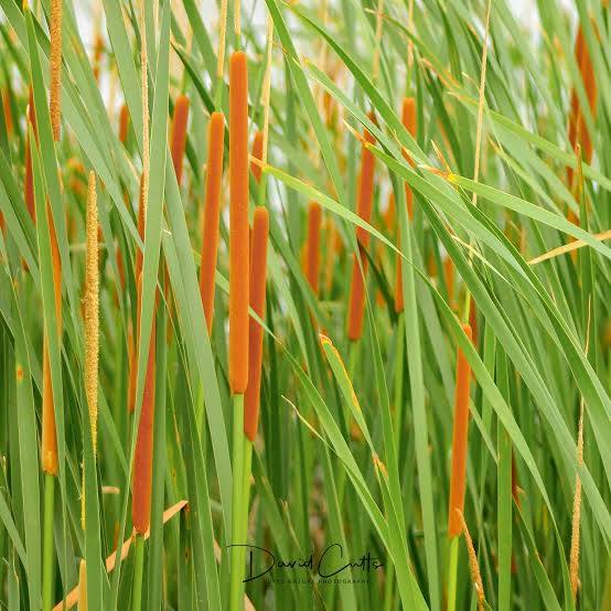 Typha latifolia ‘Variegata’ - Variegated cattail