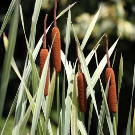 Typha latifolia ‘Variegata’ - Variegated cattail