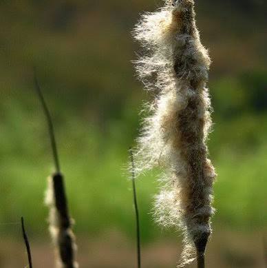 Typha latifolia ‘Variegata’ - Variegated cattail