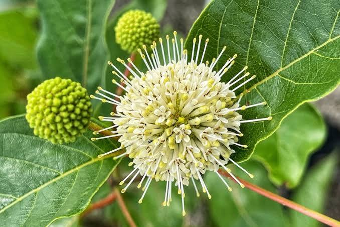 Cephalanthus occidentalis - Button Bush