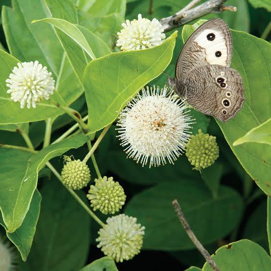 Cephalanthus occidentalis - Button Bush